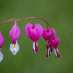 Month of May has beautiful flowers - like the bleeding heart!