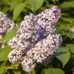 It's not every month that lilacs appear